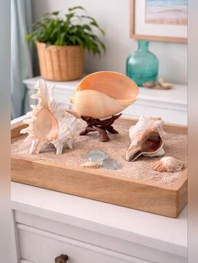 Coastal Cottage Decor | 3 Large Sea Shells & Wooden Tripod Stand | Tropical Vibe